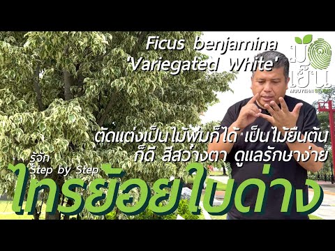 วีดีโอ: ไม้พุ่มเบอร์รี่: โครงสร้าง ลักษณะการเพาะปลูก การปลูกและการดูแลรักษา