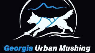 Georgia Urban Mushing 2019
