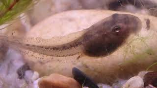 Alytes Cisternasii Tadpole