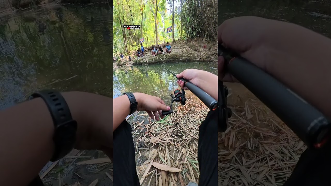 Gacor mancing ikan lele