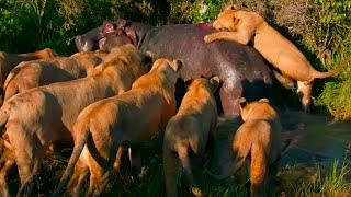 LEONES VS HIPOPÓTAMO: fue Atrapado por Sorpresa Mira la Furia del Animal Acorralado AFRICA SALVAJE