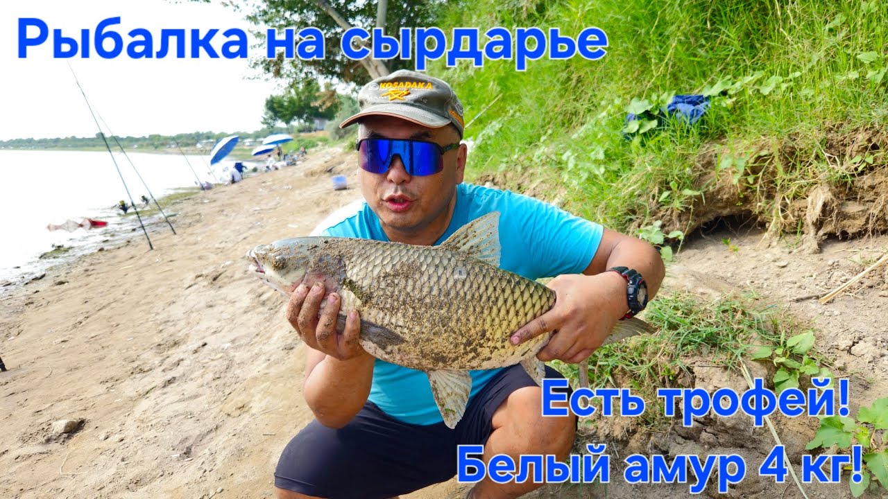 РЫБАЛКА В УЗБЕКИСТАНЕ! БЕЛЫЙ АМУР 4КГ!САЗАНЫ НА СЫРДАРЬЕ . ФИДЕРНАЯ ЛОВЛЯ.