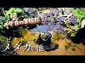 導入直後に団体行動をとるメダカ達!ビオトープの水質検査とメダカ導入