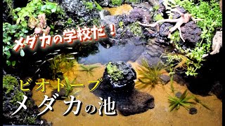 導入直後に団体行動をとるメダカ達!ビオトープの水質検査とメダカ導入