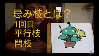 盆栽初心者向け基礎知識　忌み枝　1回目