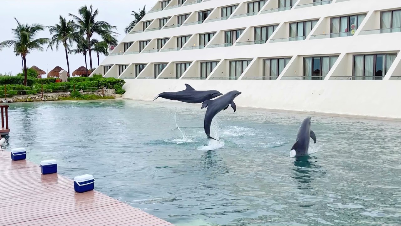 Dolphin Dancing Hyatt Ziva resort Cancun YouTube