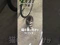 首に『輪っか』が…⁉︎地域猫を助けて!