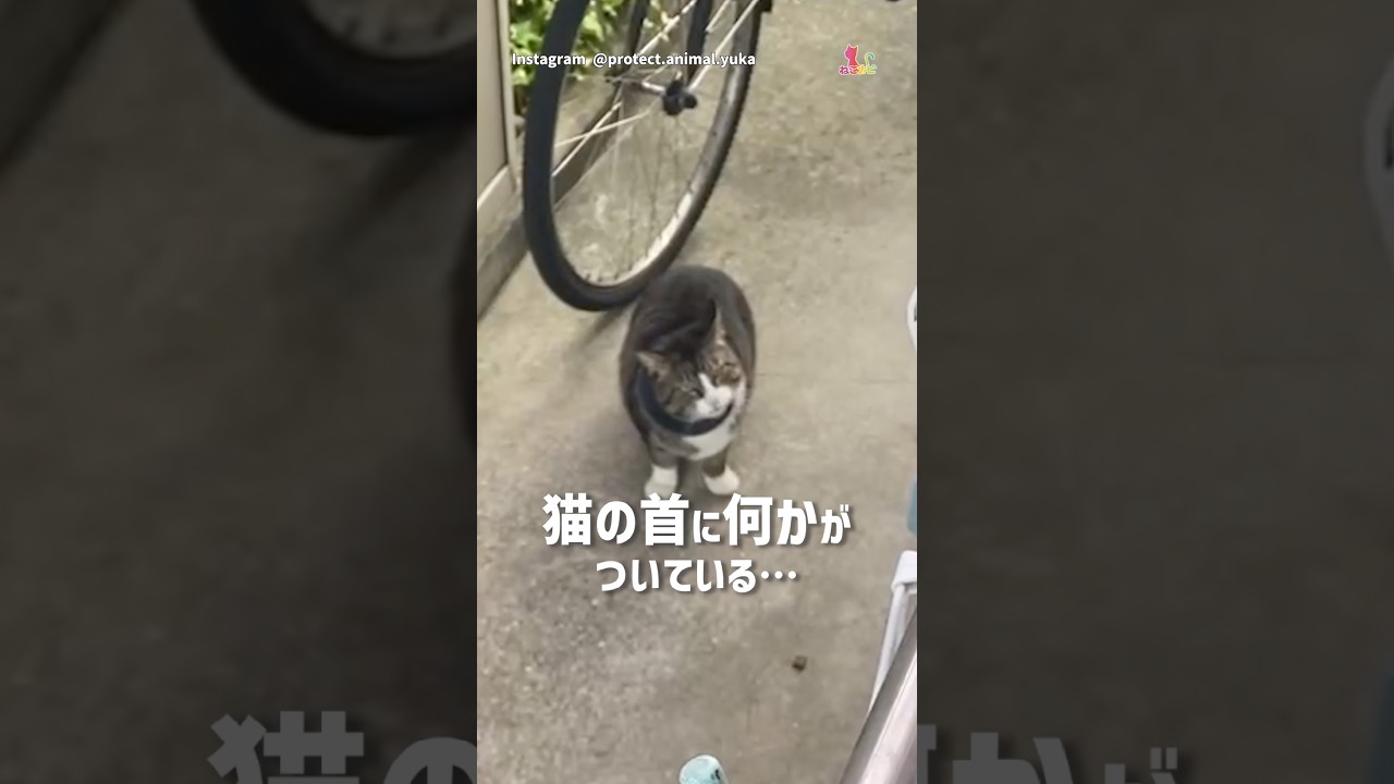 首に『輪っか』が…⁉︎地域猫を助けて!