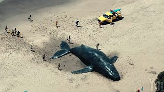 Хэнкок спасает кита!  &quot;Хэнкок&quot; - отрывок из фильма