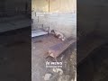 'Israeli' settlers poison Palestinian sheep in Hebron in attack on livestock