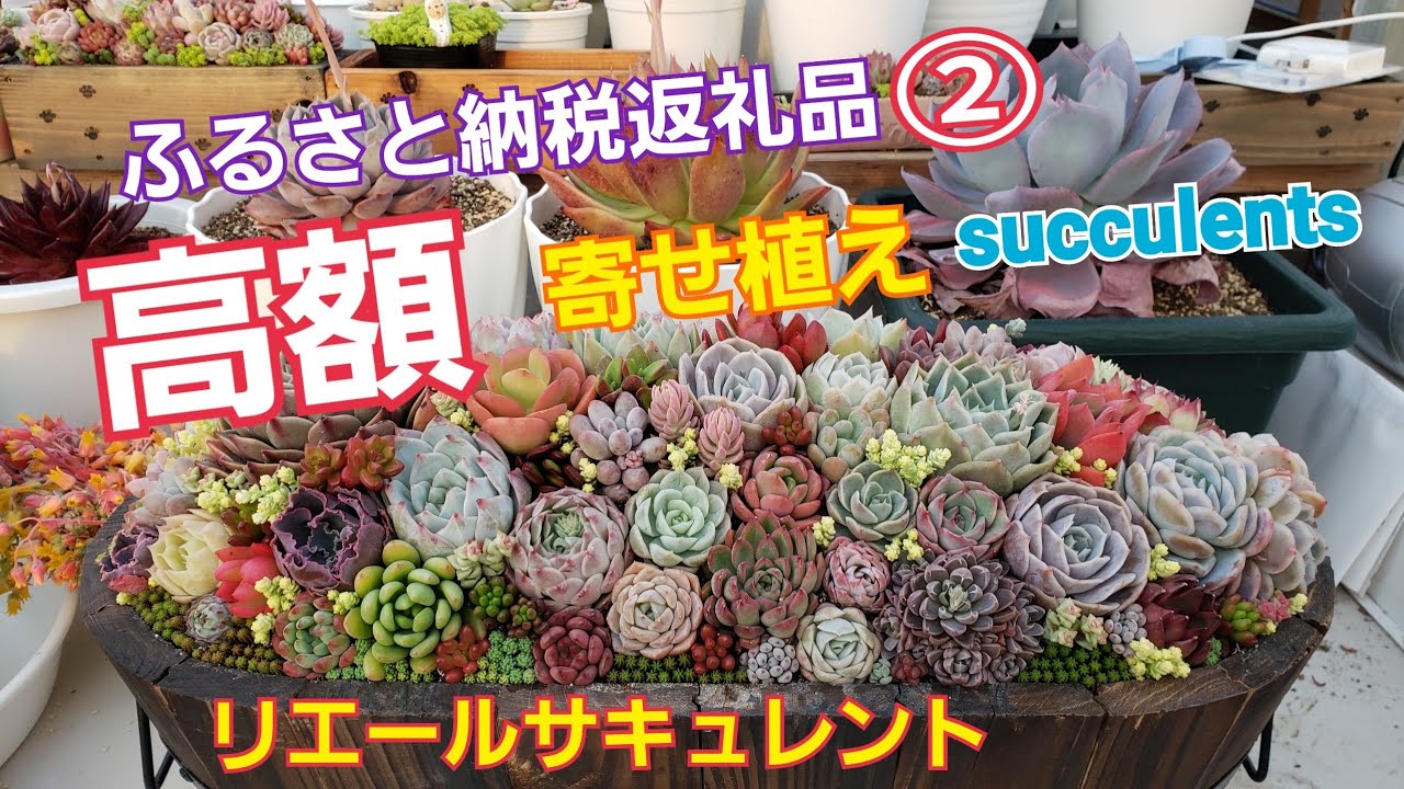 オンラインショップ】 プレゼントにぴったり!ハートフルBOX(多肉植物寄せ植え)