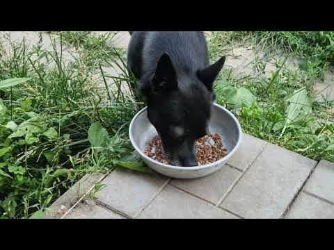 dog eats buckwheat