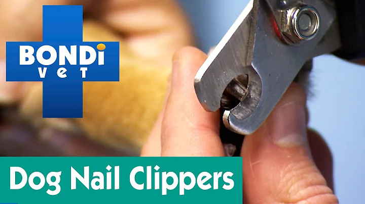 What Clippers To Use For Dog Nails? | Ask Bondi Vet