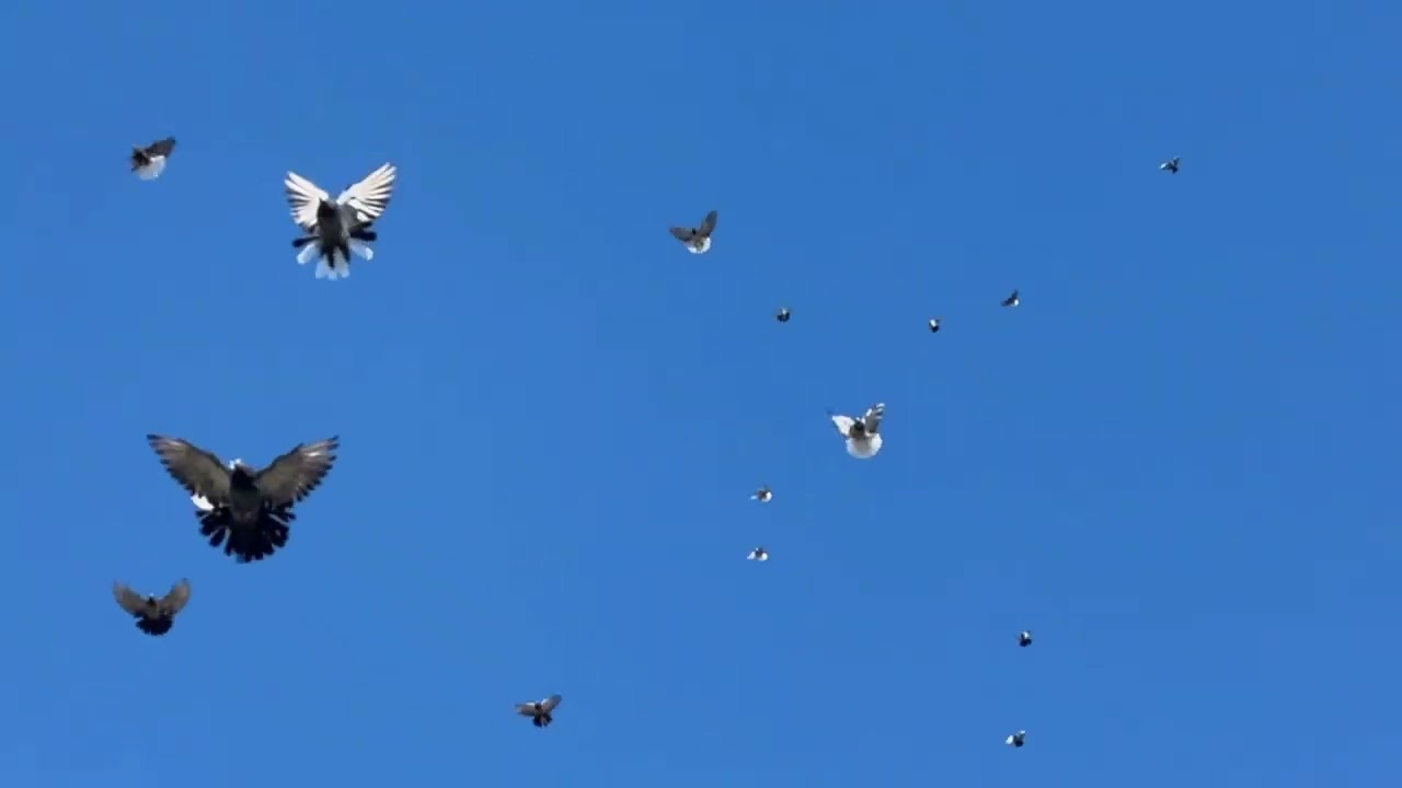 Голуби Васильевка