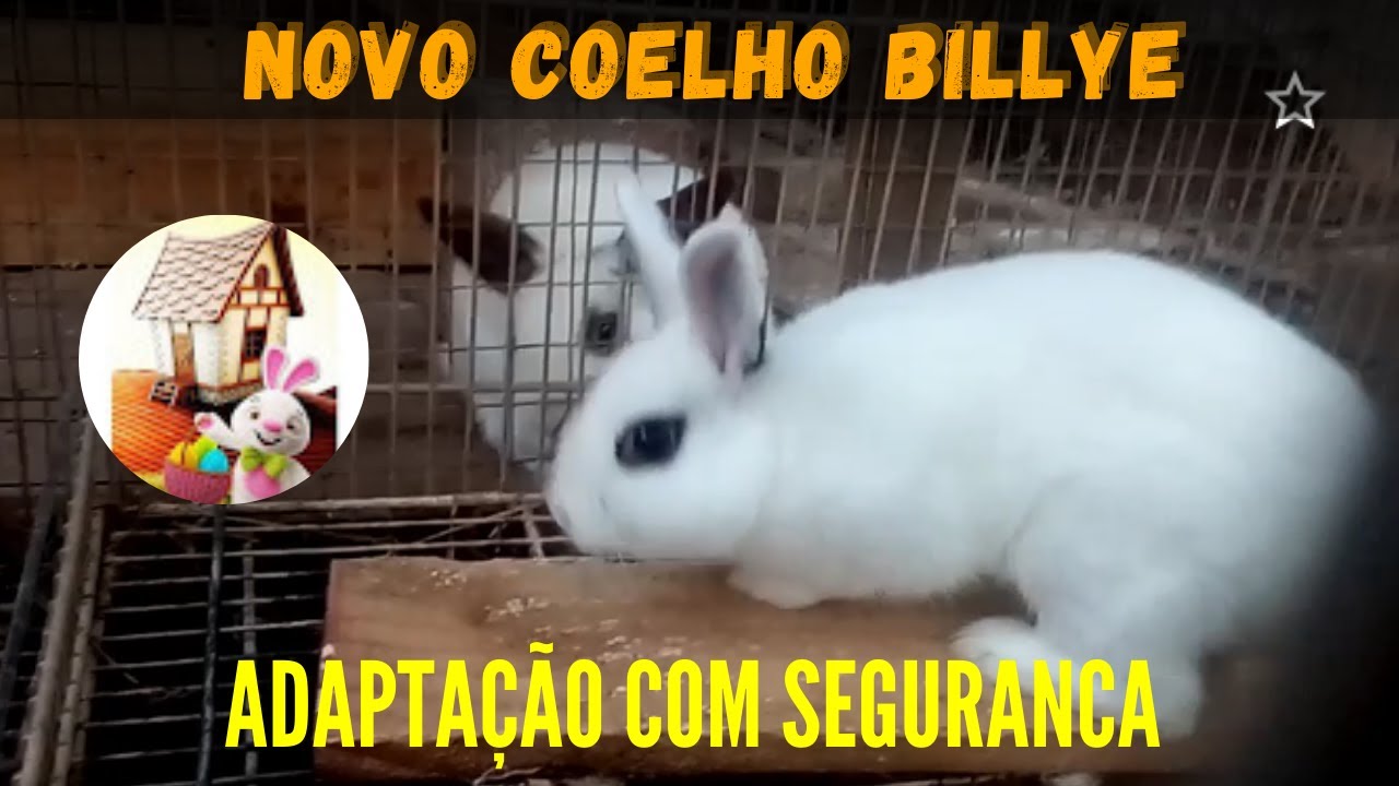 Novo coelhinho. Como fazer a adaptação com segurança?
