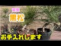 【黒松】実生の苗のお手入れ。2021.2022年生。針金かけ、植え替え。black pine bonsai