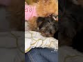 Getting Along Teacupdogs Teacuppuppy Peekapoo Puppies Yorkie Getting Along Teacupdogs Teacuppuppy Peekapoo Puppies Yorkie