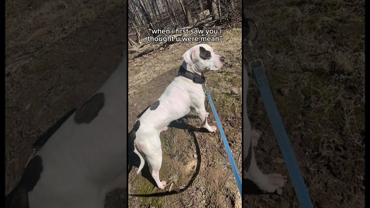 My Big Baby Viralvideos Ddk9 Bullymax Shortvideos