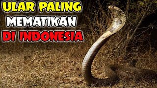 ULAR KOBRA HITAM PALING BERBISA DAN MEMATIKAN DI INDONESIA