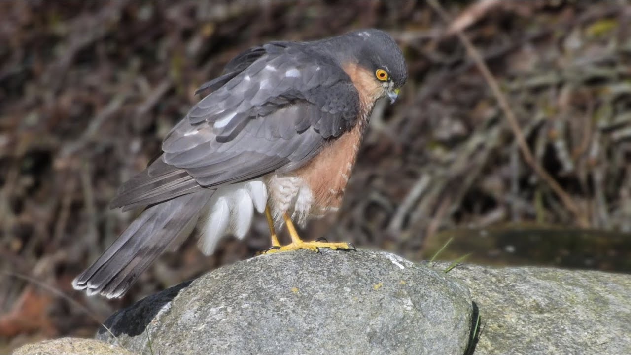 Forårsdag i februar