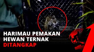 Harimau Sumatera Pemakan Ternak Warga Aceh Berhasil Ditangkap | tvOne