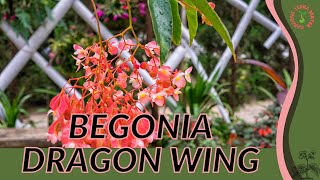 BEGONIA 'DRAGON WING' Information, Description & More!