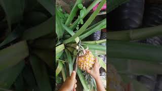 I planted a pineapple, now it is ripe, let&#39;s cut it and eat it