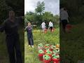 Mango fruit farm and harvest with eating #viral #life #trending #fruit #satisfying
