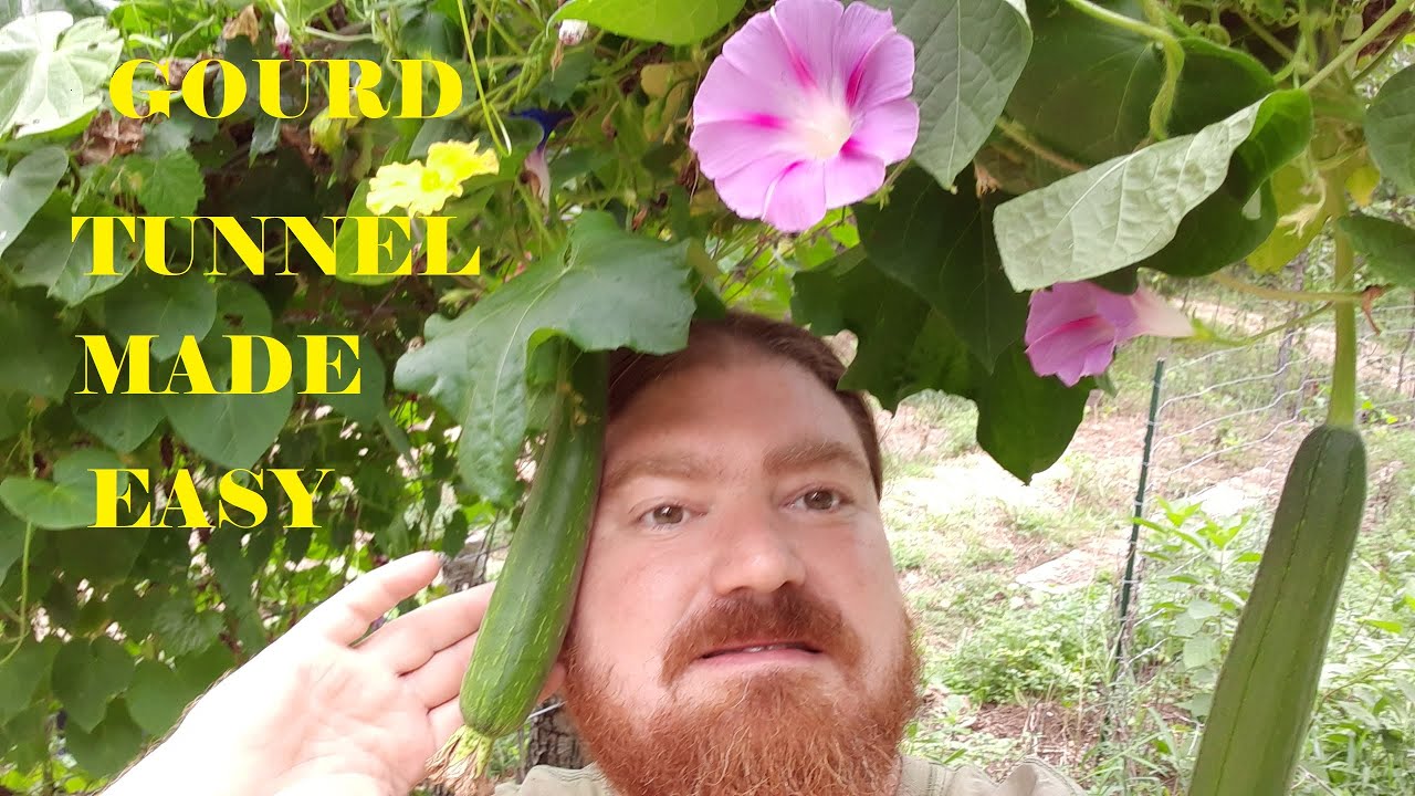 Gourd Tunnel Garden Project, EASY DYI YouTube