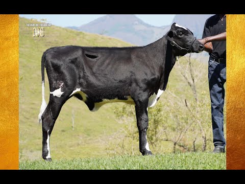 LOTE 15   0401   MARÍLIA X MONTEREY