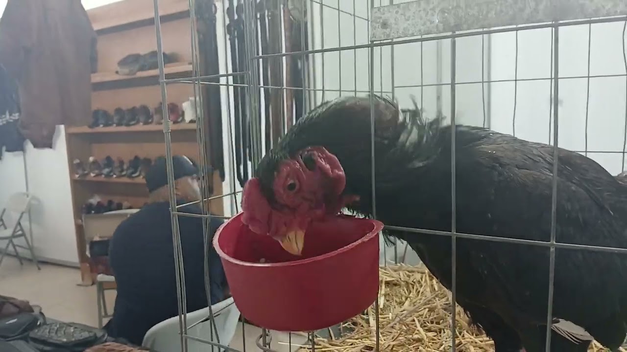 Rancho el gavillero Asiles de lo mejor 👌