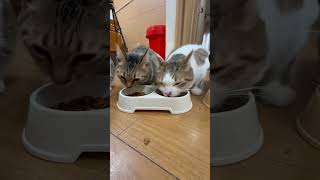 タロちゃん親子でモグモグするだけなのに皆んなの咀嚼音が壮大過ぎた笑#shorts #猫 #cat #タロちゃん #猫のいる暮らし #猫とネコ