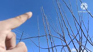 Elma Ağacı Budama 2026 Köy Usulü Tam Rehber + Meyve Gözü Ve Sulama İpuçları