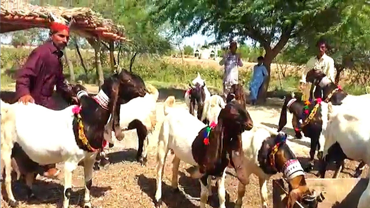 Download Pateri Goats Sindh |interview of owner