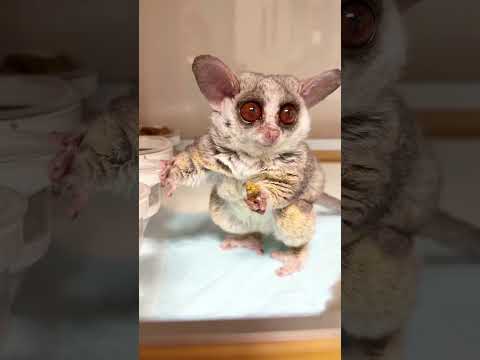 モンキーフードを水にディップして食べるショウガラゴのピザトル