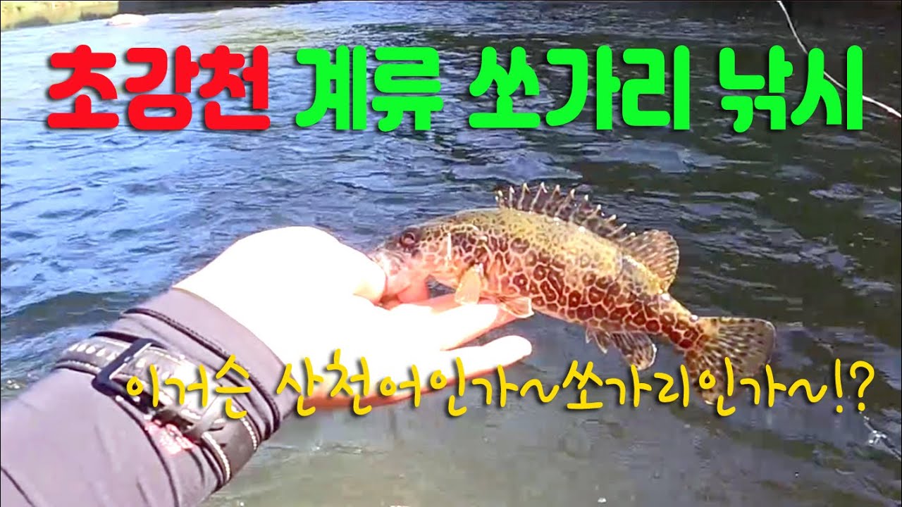계류 쏘가리 낚시의 계절/ 산천어인가? 쏘가리인가?