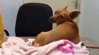 Fiz banha de porco, Levamos Belinha ao Veterinário, Vlog ❤️ 🐶 by Valderlânia Delfino 128 views 2 weeks ago 13 minutes, 14 seconds