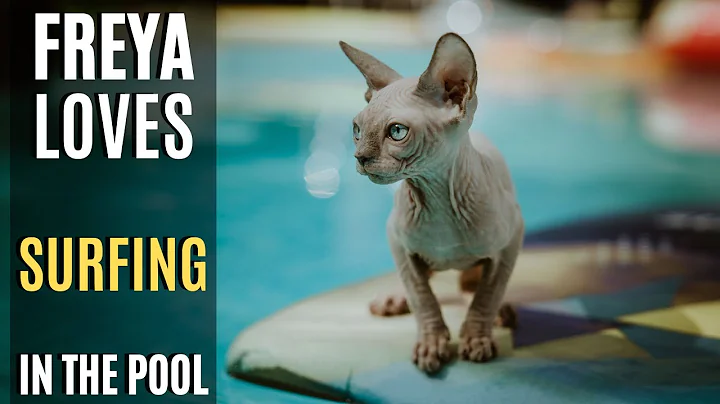 Watch the video about Sphynx Cat Surfing Freya was Amazing