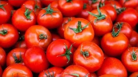 Tomate (Top 1 Challenge) Open Verification