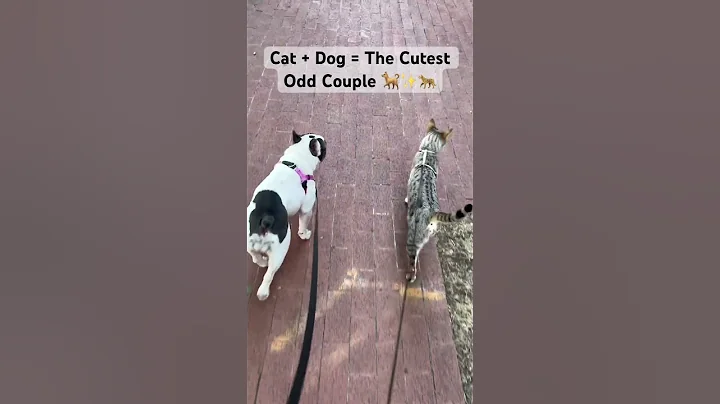 Watch the video about Cutest Animal Friendship Ever Seen!