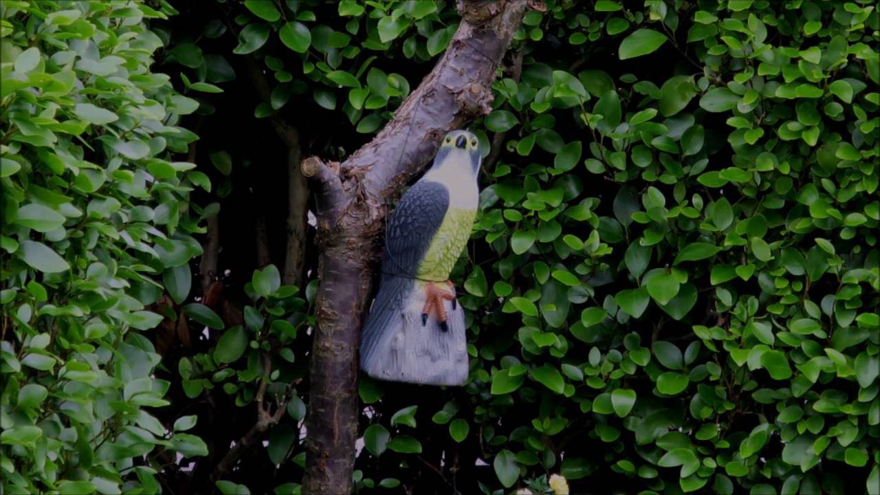 How Do I Stop Magpies Digging Up My Lawn?Ing Bag?