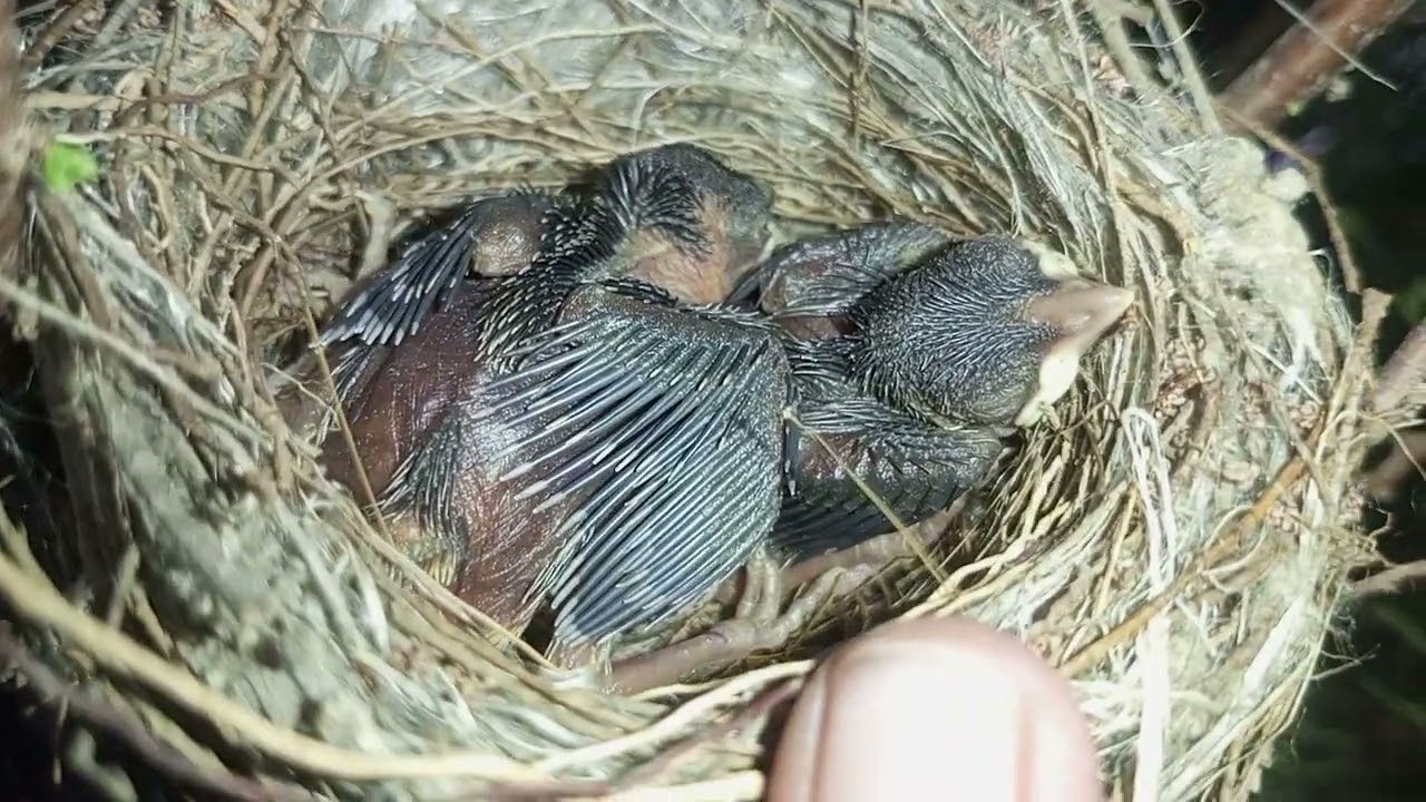 Baby Sparrow Chicks in Nest: Adorable Bird Nesting Footage"
