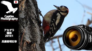 アカゲラ 兵庫県 明石市 2019/01 野鳥 撮影 | Captim Photography