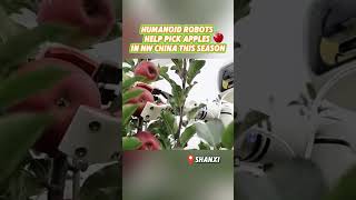 Humanoid Robots Join China’s Apple Harvest: Smart Farming in Shaanxi | China Tech Hub