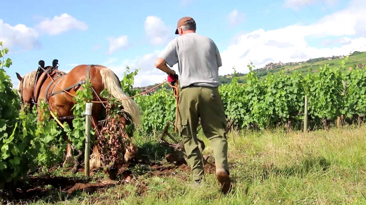 Cheval de trait dans les vignes au Domaine des Fonterouilles