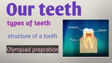 Our teeth / types of teeth / structure of tooth / class 4 / science / olympiad preparation