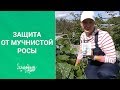 БЕЖИМ ОТ МУЧНИСТОЙ РОСЫ. SOS! Патогены активировались.