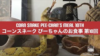 コーンスネーク ぴーちゃんのお食事 第10回 Corn Snake Pee-Chans Meal 10Th