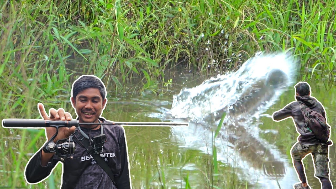 NEKAT !!! JORAN SEKECIL INI HARUS BERGELUT DENGAN IKAN BESAR DILOKASI SEMAK 😨