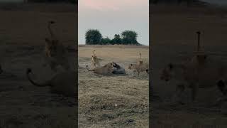 Hostile Territory (Part 1) #natureismetal  #keepnaturemetal #lions #crocodile